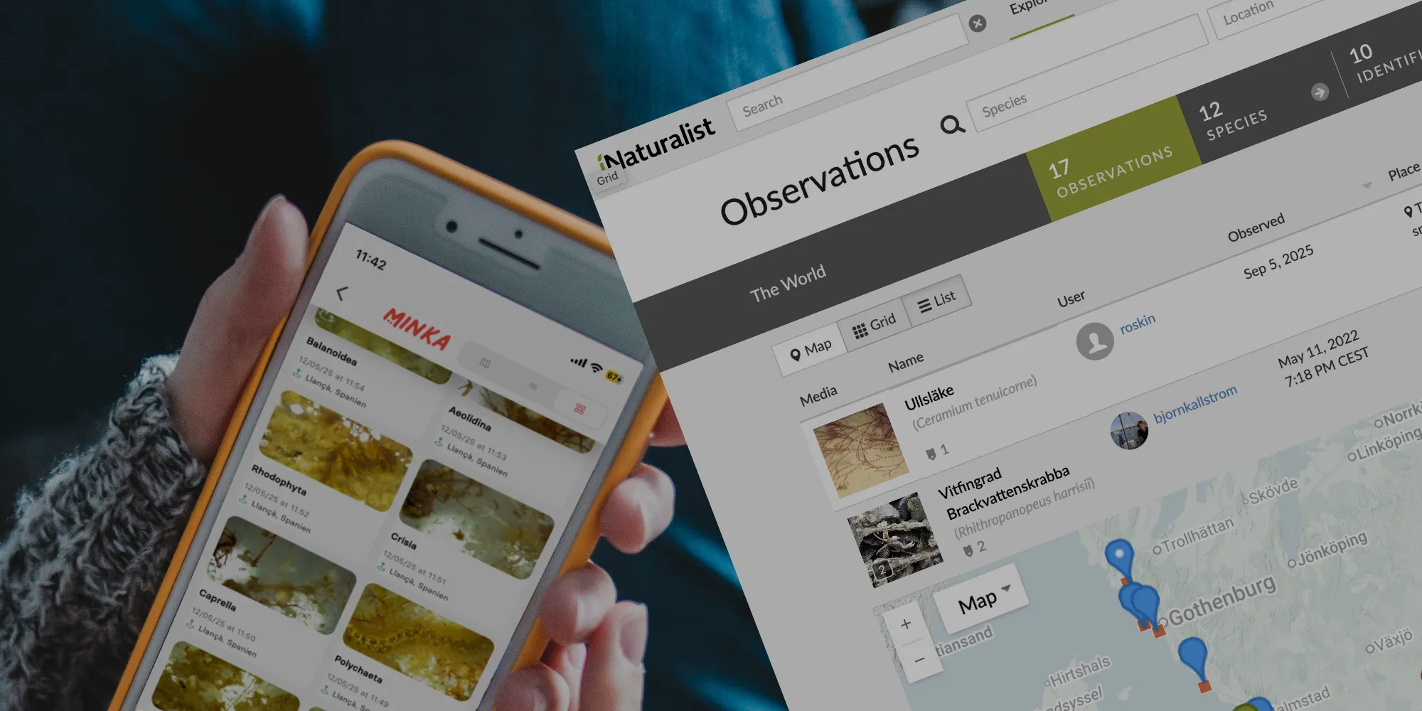 BiodivOcean reporting in MInka or iNaturalist