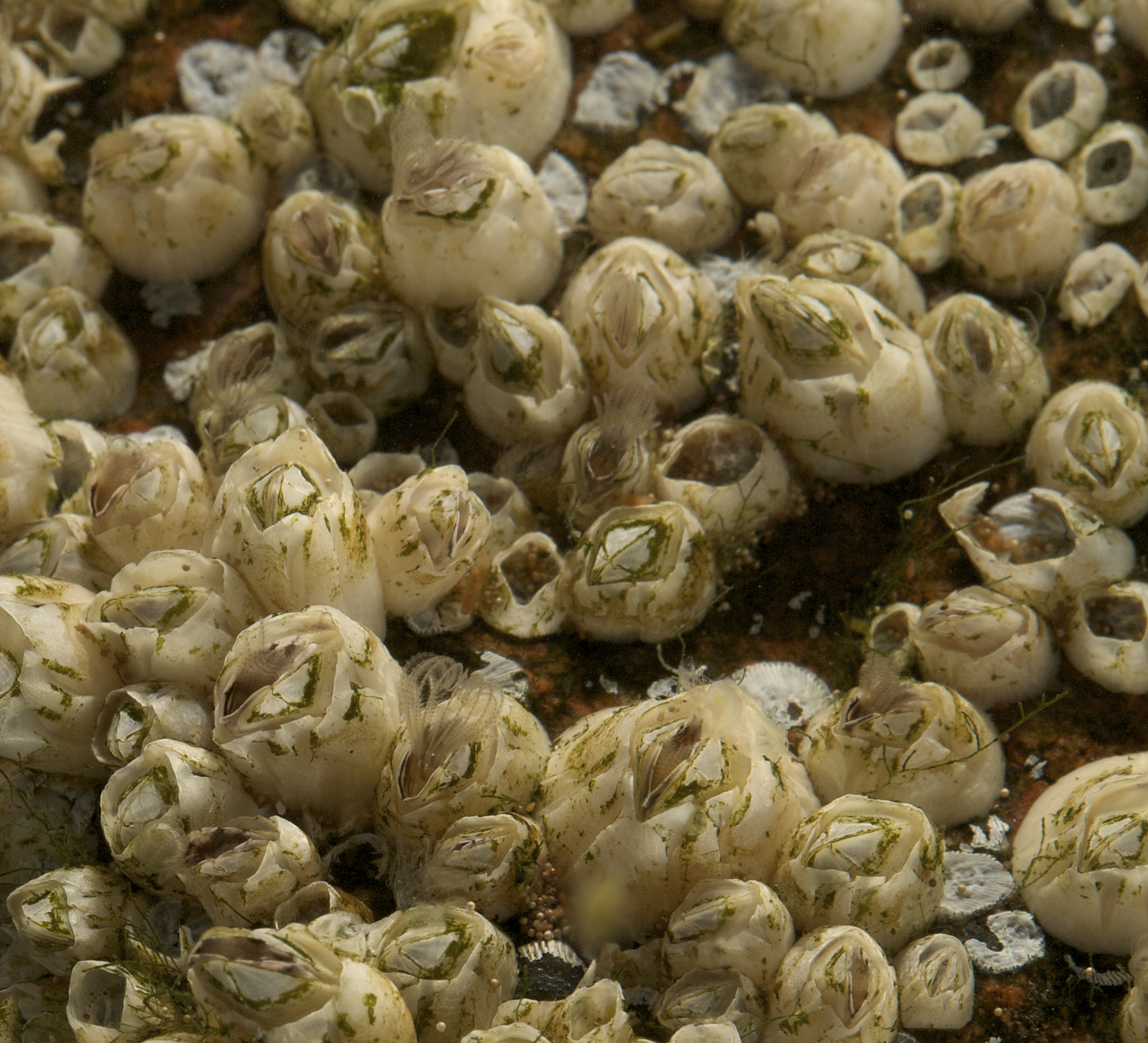 Barnacles on VIRTUE-disc. Photo: Mikael Olsson