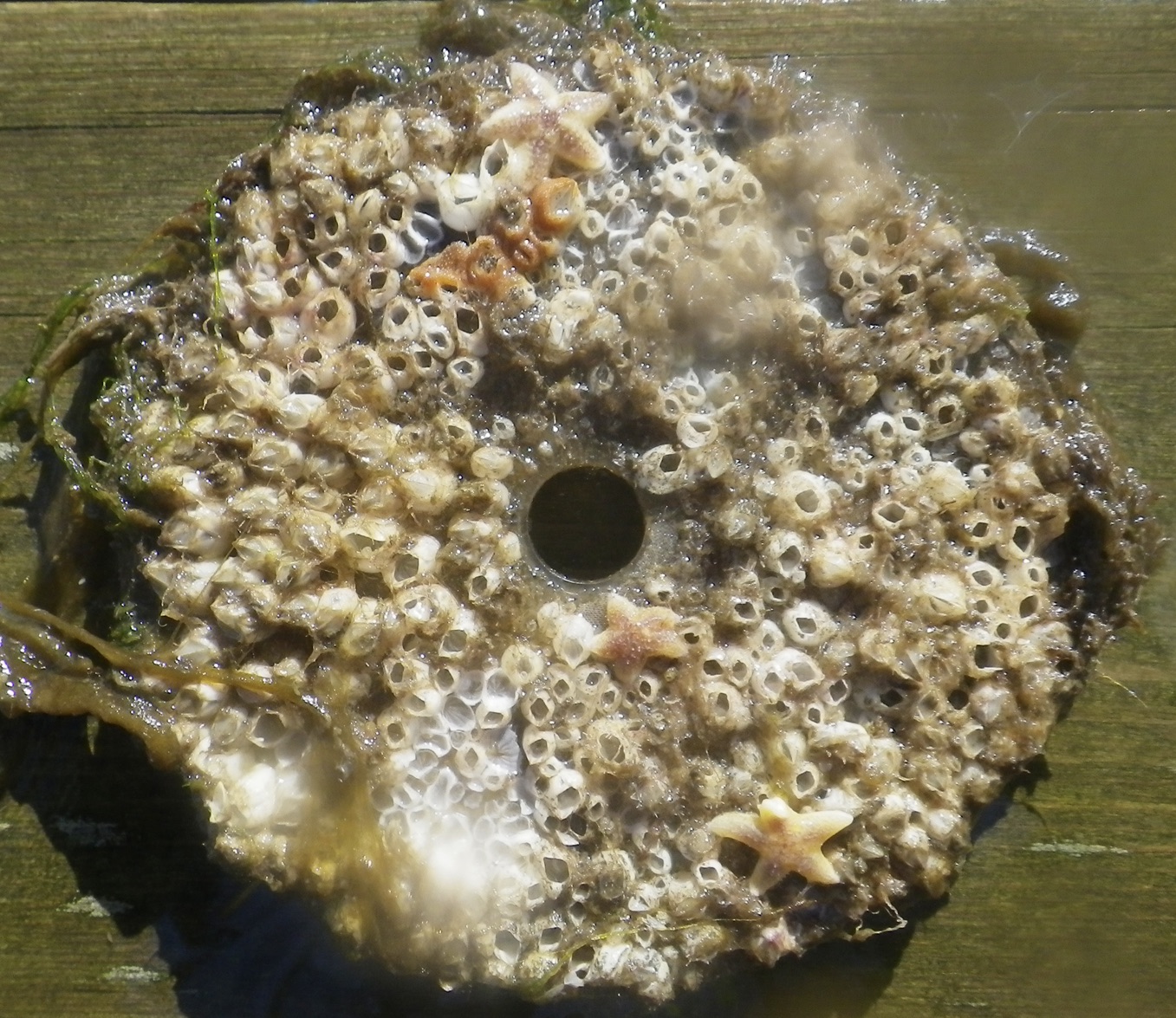 Barnacles on VIRTUE-disc. Photo: Mikael Olsson
