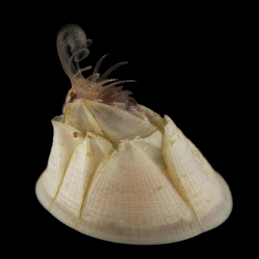 The barnacle Balanus improvisus, showing its cirri while feeding. (Photo: Anna-Lisa Wrange)