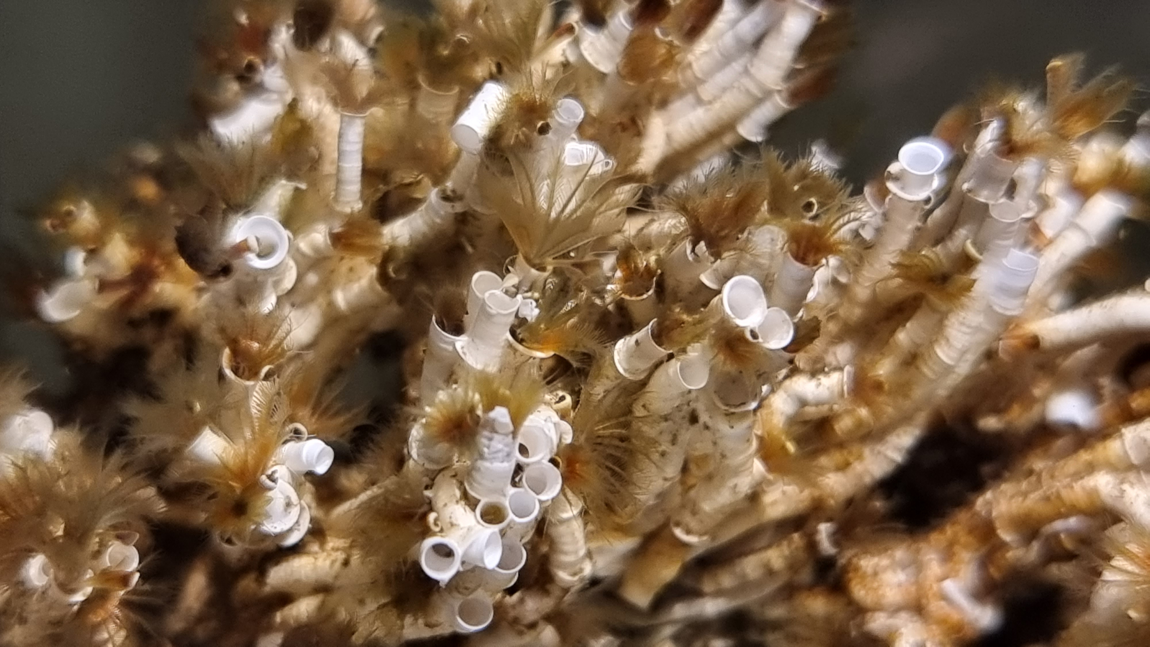 The Australian tubeworm (Ficopomatus enigmaticus) Phot Björn Källström