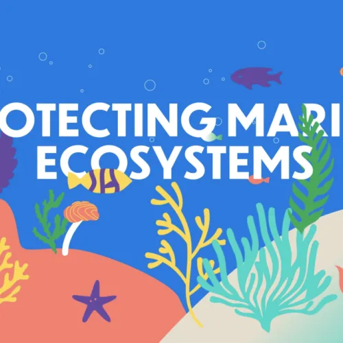 Co-Creating the BiodivOcean Video