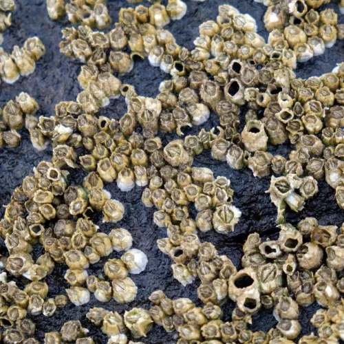 Photo: Kallerna, Wikimedia commons (CC BY-SA 4.0).