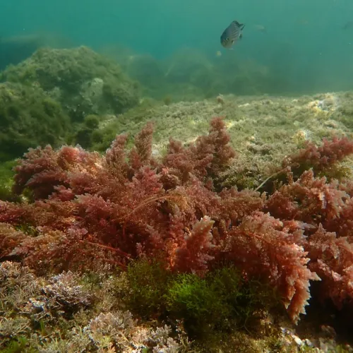 The Red sea plume (Asparagopsis taxiformis). Photo Björn Källström